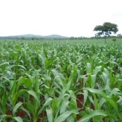 Plots for sale at Bagamoyo, Tanga