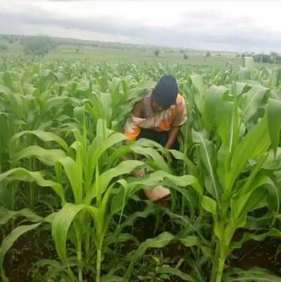 Shamba linauzwa Heka, Singida