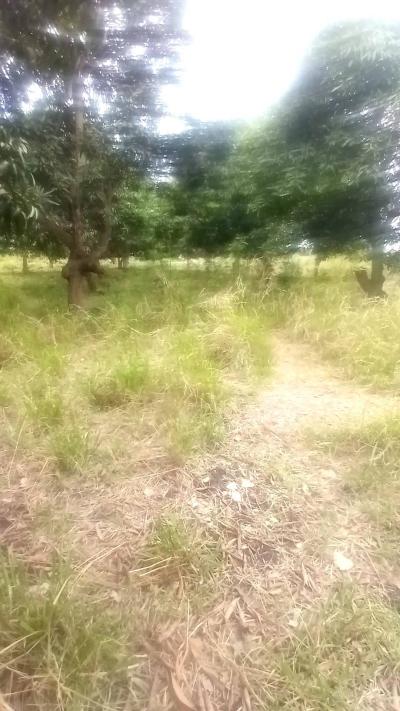 Plots for sale at Bagamoyo, Mbeya