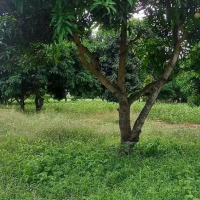 Plot for sale at Bunju, Dar Es Salaam