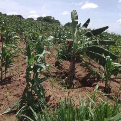 Farms for sale at Talawanda, Pwani