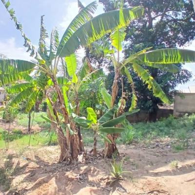 Plot for sale at Tambalale, Tabora