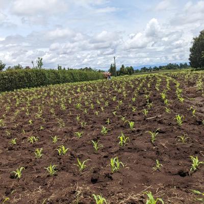 Plot for sale at Mtoni, Dar Es Salaam