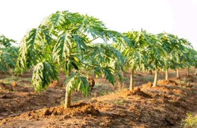 Farms for sale at Kiwangwa, Pwani