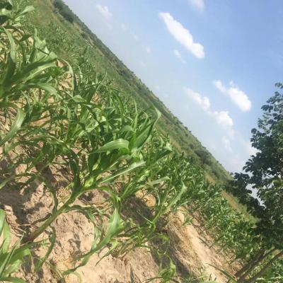 Farm for sale at Heka, Singida