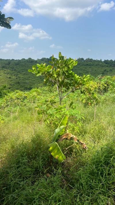 Farms for sale at Mjini, Ruvuma