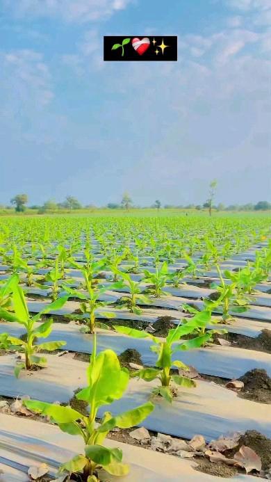 Farms for sale at Bagamoyo, Mbeya