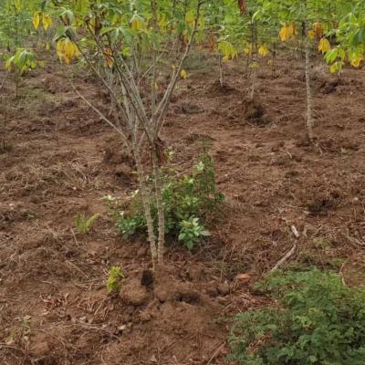 Farms for sale at Mbwewe, Pwani