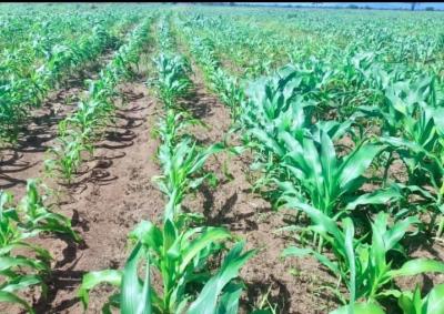 Farm for sale at Kiwangwa, Pwani