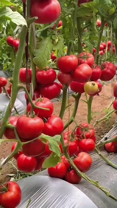 Farms for sale at Bagamoyo, Mbeya