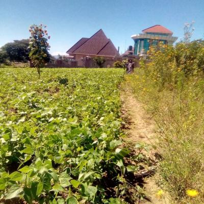 Plot for sale at Iwambi, Mbeya