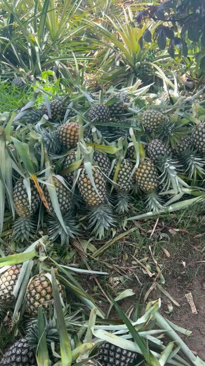 Mashamba yanauzwa Bagamoyo, Mbeya