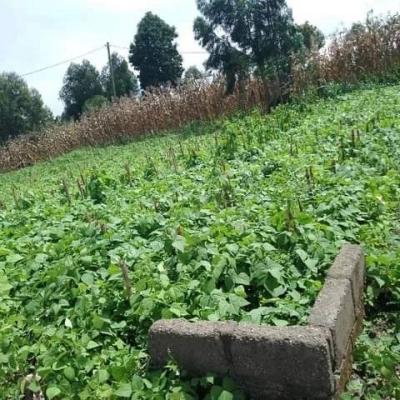 Plot for sale at Iyela, Mbeya