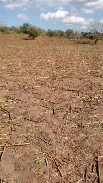 Farms for sale at Kilimanjaro