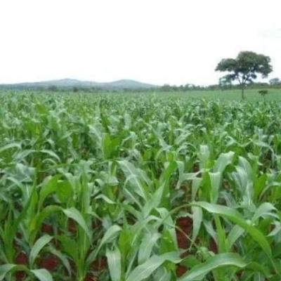 Farm for sale at Pangani, Pwani