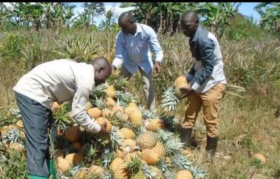 Shamba linauzwa Kiwangwa, Pwani