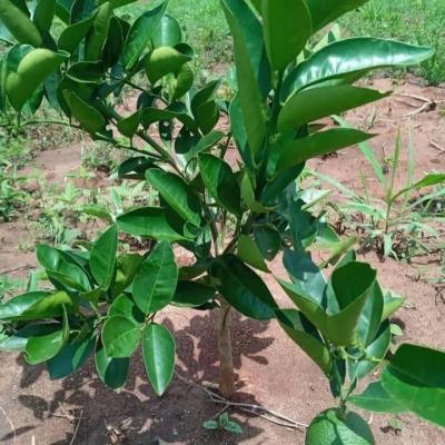 Farm for sale at Kiwangwa, Pwani