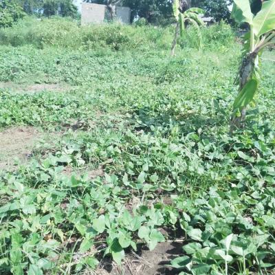 Plot for sale at Mapinga, Pwani