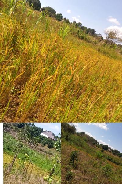 Farm for sale at Mjini, Ruvuma