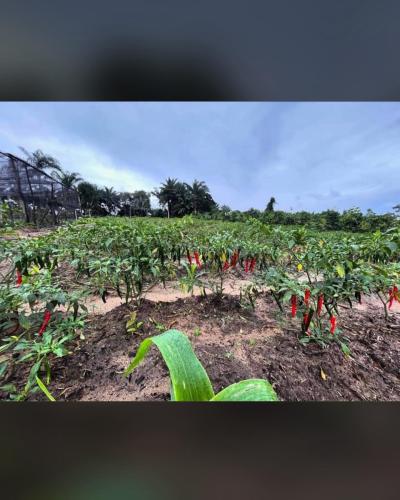 Farms for sale at Bagamoyo, Mbeya