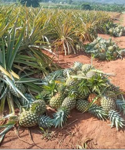 Farms for sale at Salama, Mara