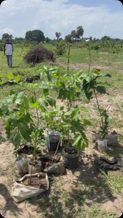 Viwanja vinauzwa Bagamoyo, Mbeya