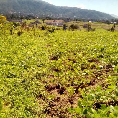 Plot for sale at Iwambi, Mbeya